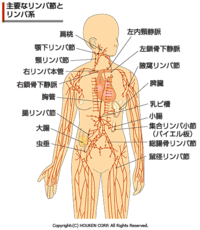 リンパとは何か？